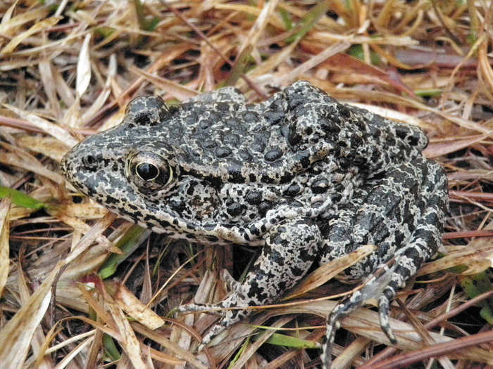 MYTH: People get warts from frogs and toads.