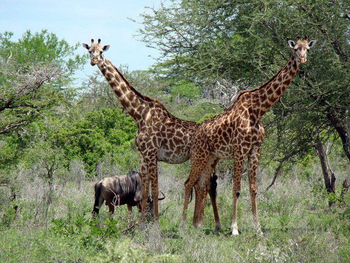 MYTH: Giraffes sleep for only 30 minutes a day.