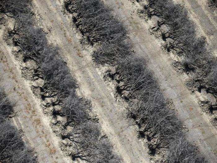 A field of dead almond trees in Coalinga in the Central Valley. Almonds use an estimated 10% of the state