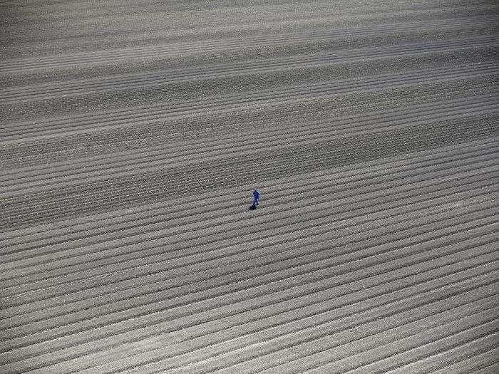 A farmworker walks through thirsty fields in Los Banos, an area of the San Joaquin Valley between Santa Cruz and Merced. On May 5, state water regulators adopted the first rules for mandatory urban water cutbacks. Farms, which account for 80% of the state