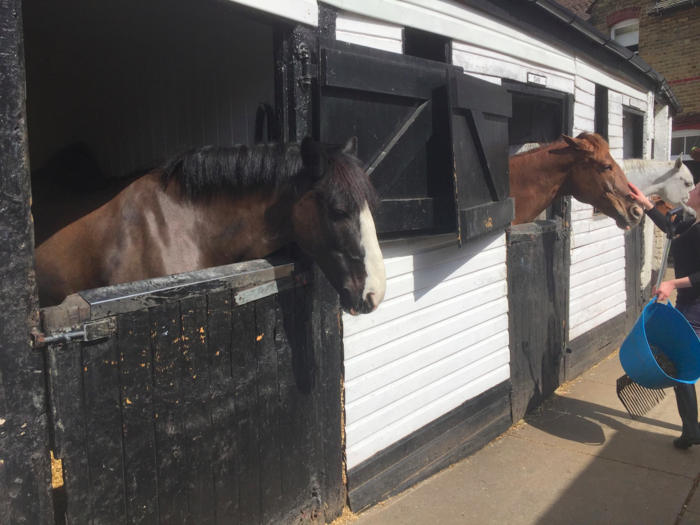 The riding school and livery stables in South West London is home to dozens of horses.