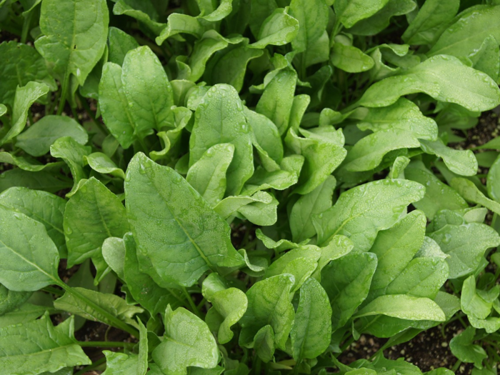 Organic spinach