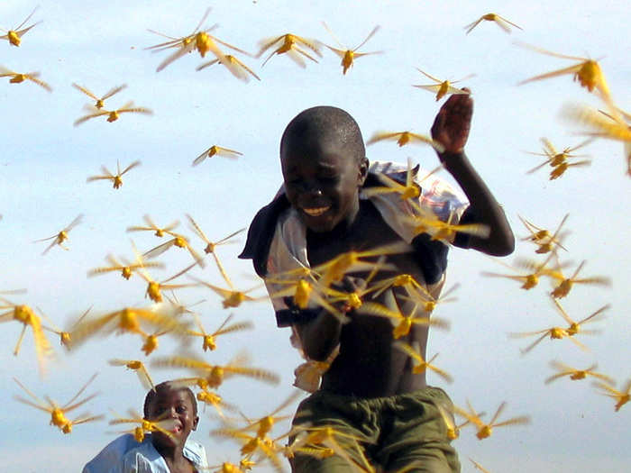 Invasions of crop-killing species, such as this swarm of locusts sweeping through Dakar in September, 2004, and other warm-weather pests are threatening food supplies.