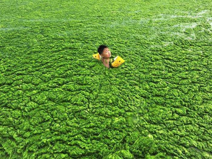 The water in some regions of the world is so full of agricultural and chemical runoff that it creates explosions of algae, which can harm humans and natural ecosystems.