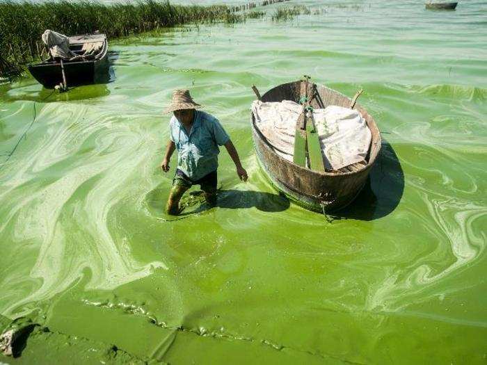 And this bloom in Chaohu Lake in Chaohu city, Anhui province in 2013 looks like an abstract painting.