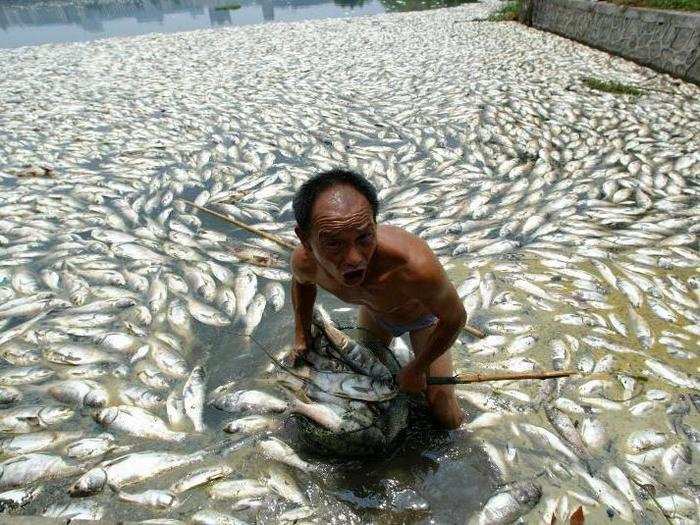 Scores of fish died in this lake in Wuhan, central China