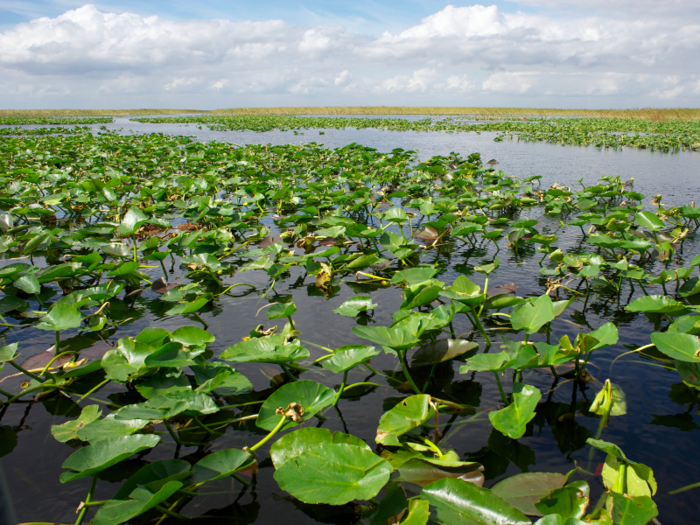 The Florida Everglades have been referred to as the most threatened park in the US. Too much water, the introduction of new species, and urban development are all part of the problem.