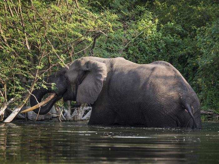 Africa’s Congo Basin, the world’s second-largest rainforest, is also one of the most biodiverse areas, with over 10,000 plant species, 1,000 bird species, and 400 mammal species. In the past few years, the 1.3-million-square-mile forest has been disappearing rapidly because of illegal mining, and the United Nations predicts two-thirds of it may be completely gone by 2040.