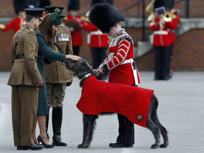 The Irish Guards have a giant dog called Domhnall of Shantamon. His army contract entitles him to payment in the form of dog food.