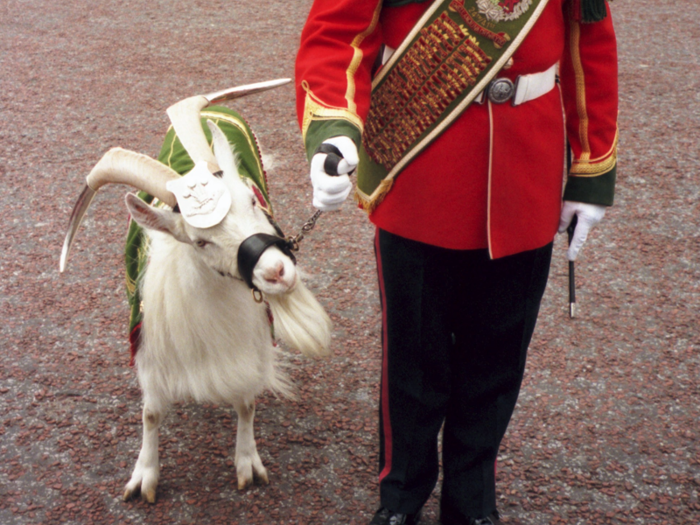 The 2nd Battalion The Royal Welsh have a mascot called Llwelyn. He holds the rank of Fusilier. For some reason goats are very popular within the military.