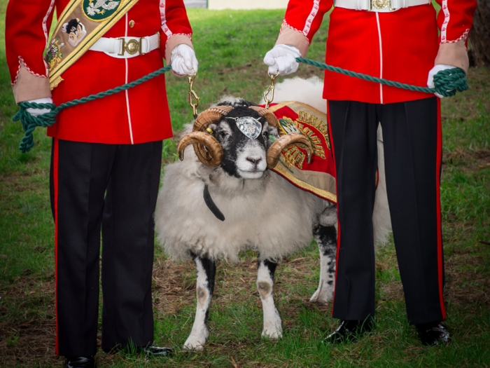 The Mercian Regiment of the British Army also have a goat – Lance Corporal Derby XXX.