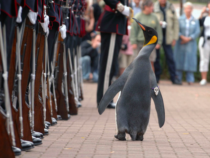 Sir Nils Olav is a king penguin. He