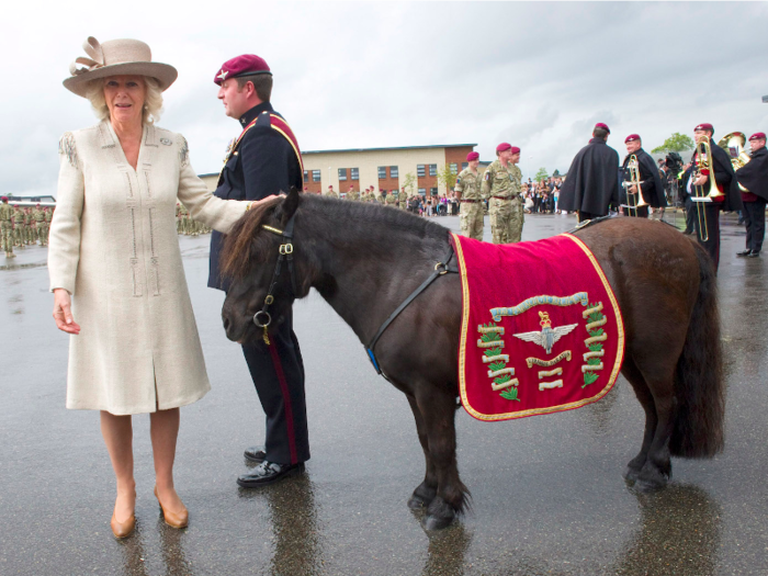 Lance Corporal Pegasus V is the mascot of the British Army