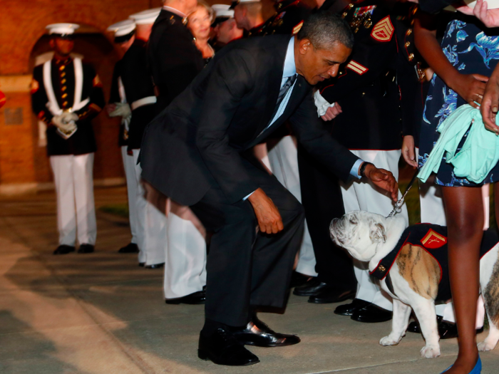 Chesty XIV is the official mascot of the U.S. Marine Corps. Here he is being stroked by President Barack Obama.