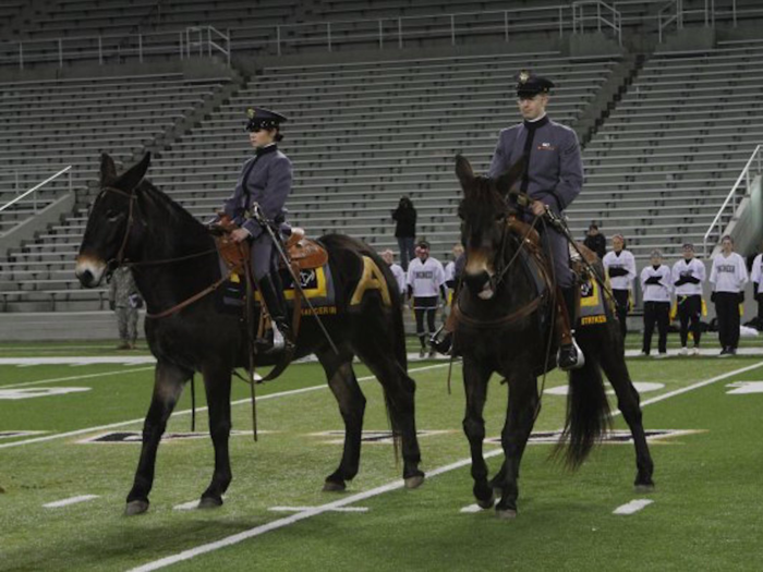 The United States Military Academy in West Point has two mules as mascots. Here they are – Ranger III and Stryker.