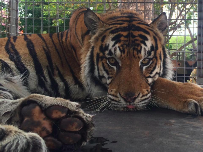 The 5th Battalion, Royal Australian Regiment have a tiger called Quintus Rama as their mascot. Here he is in the cage used to transport him around on military parades.