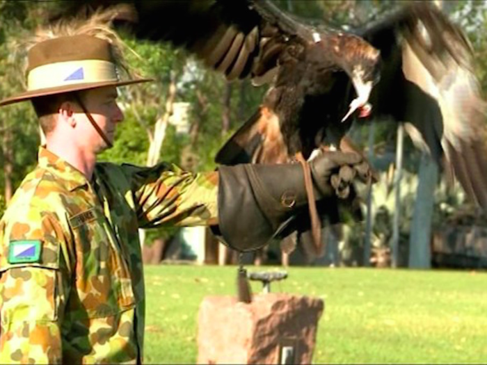 The Australian? 2nd Cavalry Regiment has a wedge-tailed eagle called Courage. Wedge-tailed eagles are the largest birds of prey in Australia.