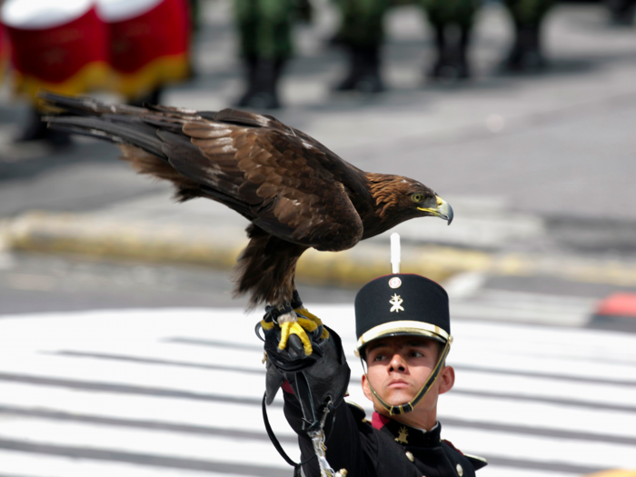 The Heroic Military College in Mexico keeps a huge Golden Eagle as a mascot.