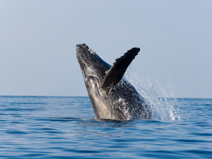 From December to May, Maui has some of the best whale-watching in the world. Humpback whales migrate to its warm, calm waters to feed and give birth, and visitors can take guided tours to catch a glimpse of the playful mammals.