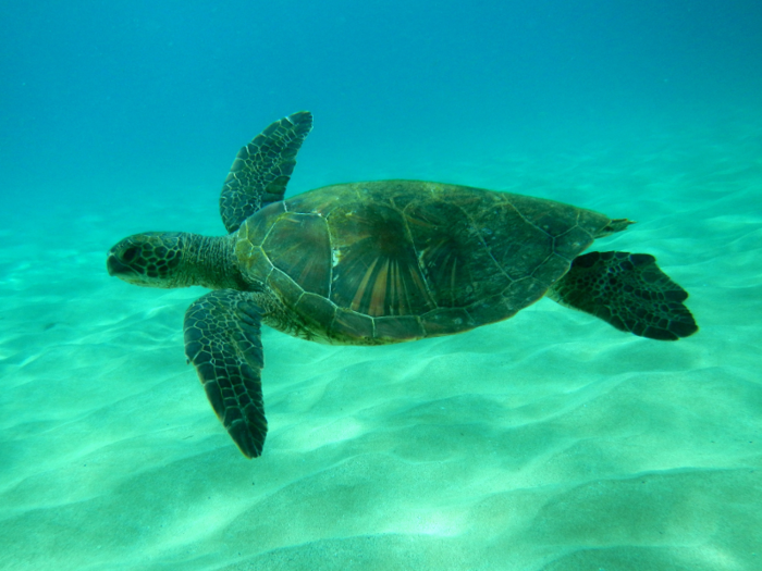 The coral reef at Turtle Town allows visitors to get up close and personal with the endangered Hawaiian Green Sea Turtles. Just don