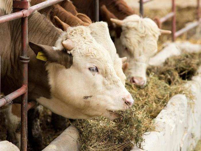 Genetically modified alfalfa could change the way we feed livestock.