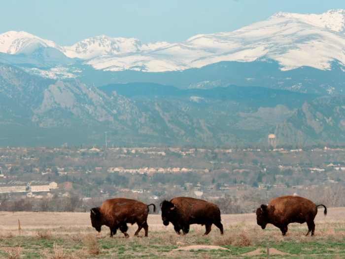 Often mistaken for the buffalo, the bison features one defining characteristic: its hump.