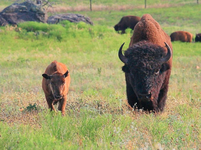 A full-grown bison stands five to six-and-half feet and weighs over a ton, making it the heaviest land animal in North America.