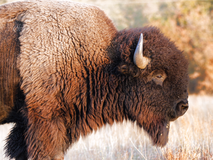 Females are called cows and males are called bulls. Both sport horns reaching up to two feet.