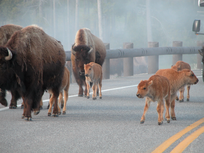 Its shaggy coat is so well insulated that snow can land on a bison