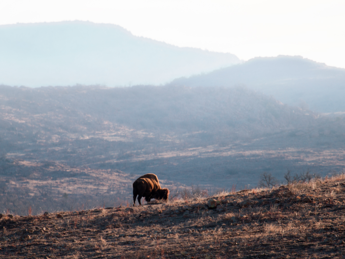 While some mature bulls live alone, bison generally live in small bands. They meet up in large herds every summer for mating season.