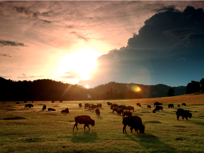 In prehistoric times, these formidable beasts roamed much of North America. Their population was believed to be as high as 60 million when Columbus arrived.