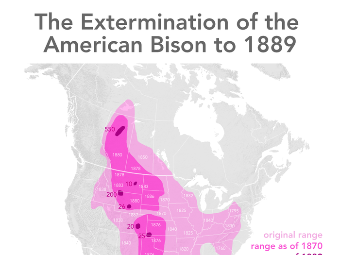 Sadly, westward expansion nearly wiped bisons from the Great Plains during the 19th century. Settlers slaughtered some 50 million for food and sport.