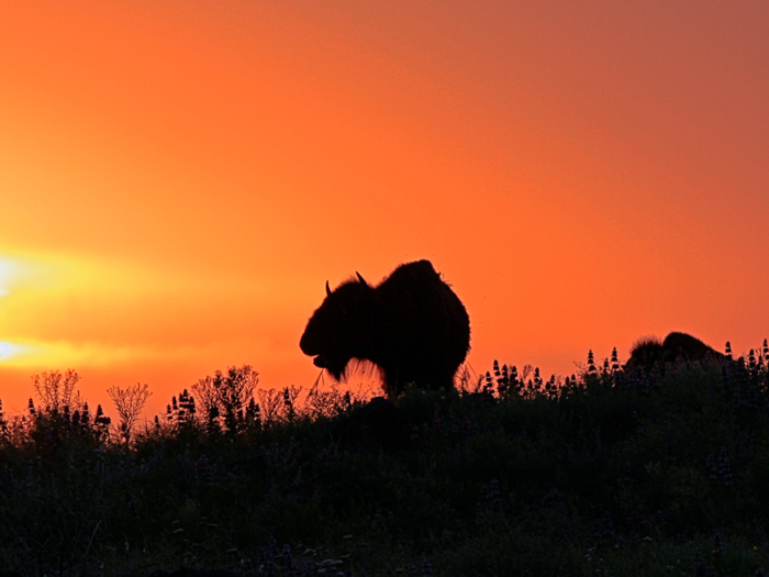 Thankfully, the bison returned from the brink of extinction thanks to a concerted effort by ranchers, conservationists, tribes, and politicians.