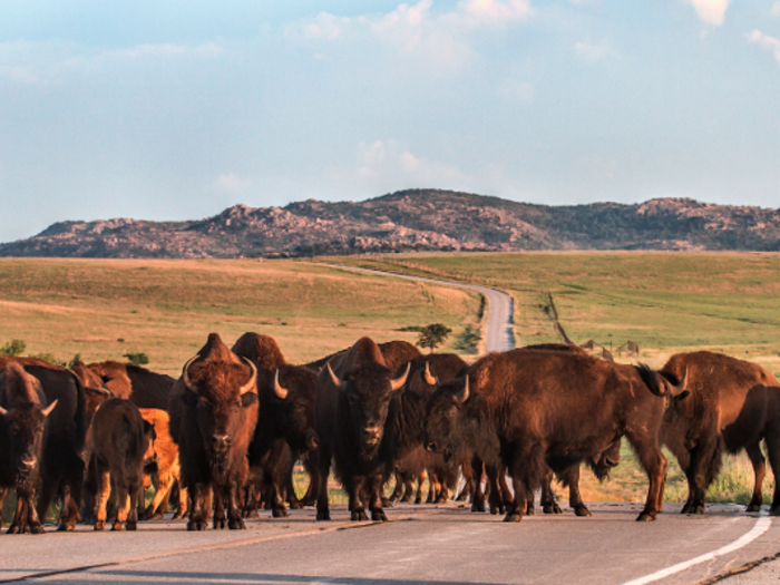 In 1907, President Theodore Roosevelt and the American Bison Society shipped 15 animals from the Bronx Zoo out west, where the population began to rebound.