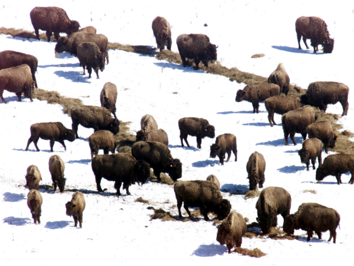 Today, bison thrive. A coalition of 60 tribes are working to grow the population across 1 million acres of Indian territory.