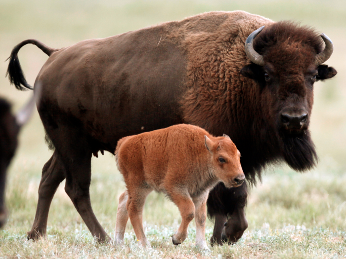 While they may look like lumbering giants, the bison has an unpredictable personality.