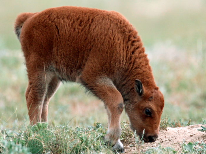 These herbivores eat grass, herbs, shrubs, and twigs. They chew it up, regurgitate, and nosh on the cud before digesting it again.