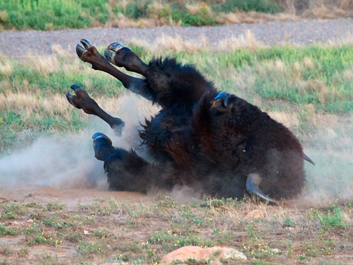 They also like roll around in the dirt, a behavior called wallowing. It helps bison rid themselves of flies and clumps of molted fur.