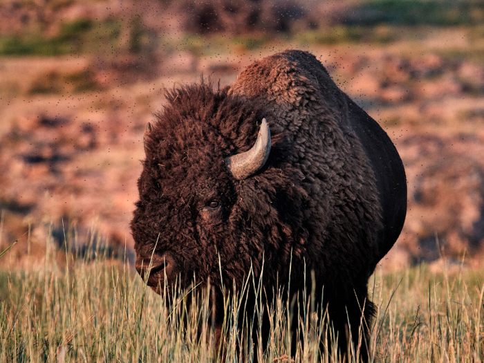 Here you can see particles of dirt flying off the bison as it shakes.