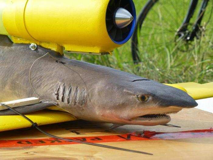 Jansen managed to get his hands on a juvenile white tip reef shark, which died of a bacterial infection, from a local aquarium, and the enterprising Dutchman strapped wings and a jet engine to the animal before sending it soaring through the air.