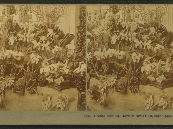 "Orchidelirium" infected Victorian-era snobs who competed to own the best flowers.