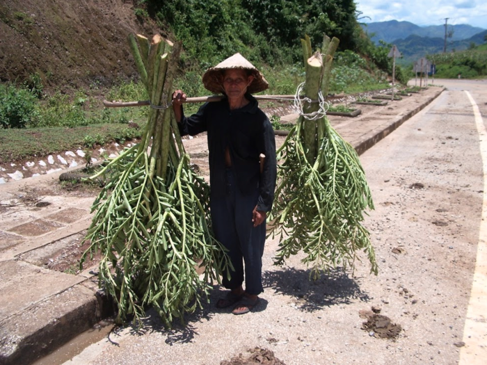 And a local carrying her harvest.