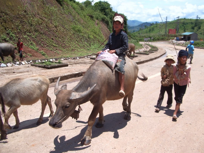 Or children riding water buffalo.