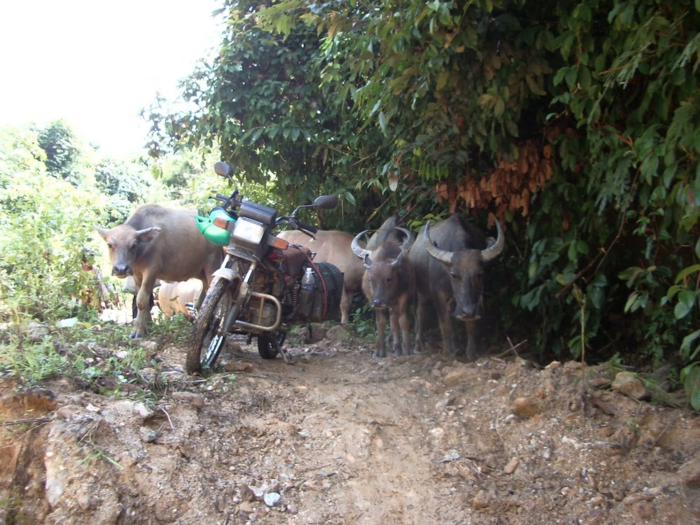 As we made our way through the back roads we were met by a herd of water buffalo. We let them pass, and then continued on our way.