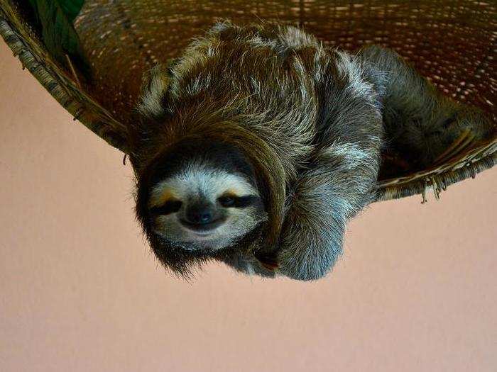 The girl brought the baby sloth to her neighbors, Judy Avey-Arroyo and Luis Arroyo. "We were the crazy gringos across the street," Avey-Arroyo (who grew up in Alaska) told the BBC. Buttercup still lives at the sanctuary. Here she is: