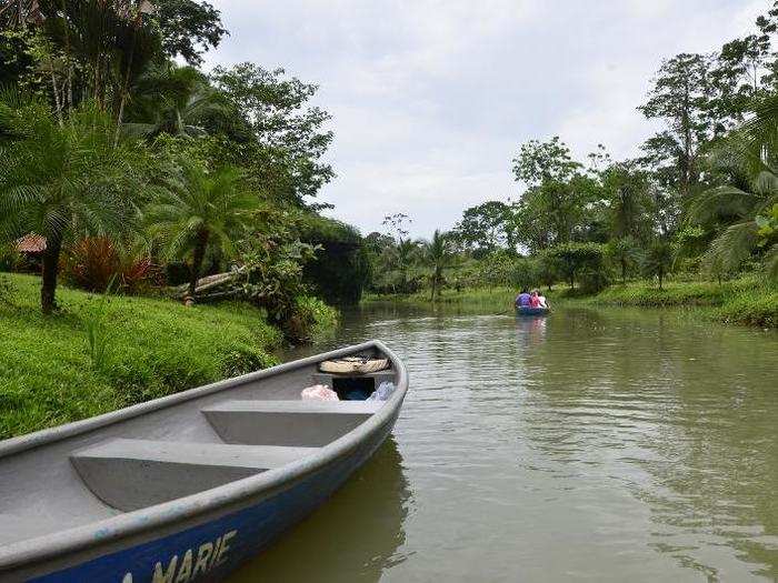 Although Buttercup spends a lot of time in the company of humans, the area surrounding her home is rich with wildlife. A small river runs through the grounds. The moist air is full of the sounds of birds, insects, monkeys, and other sloths, of course. (By the way, they don