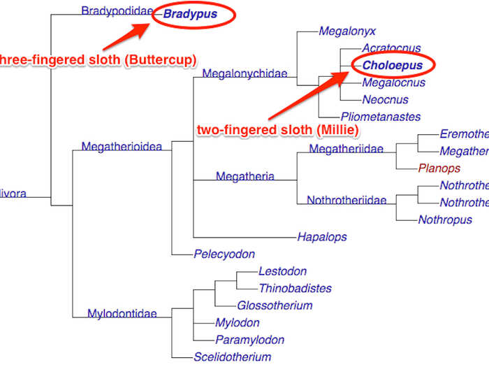 Mille and Buttercup belong to two different sloth genera, the scientific classification above species. Millie is a two-fingered sloth of the genus Choloepus. Buttercup is a three-fingered sloth of the genus Bradypus. The genera in bold below are the only ones  still alive today (the rest were wiped out by extinctions):