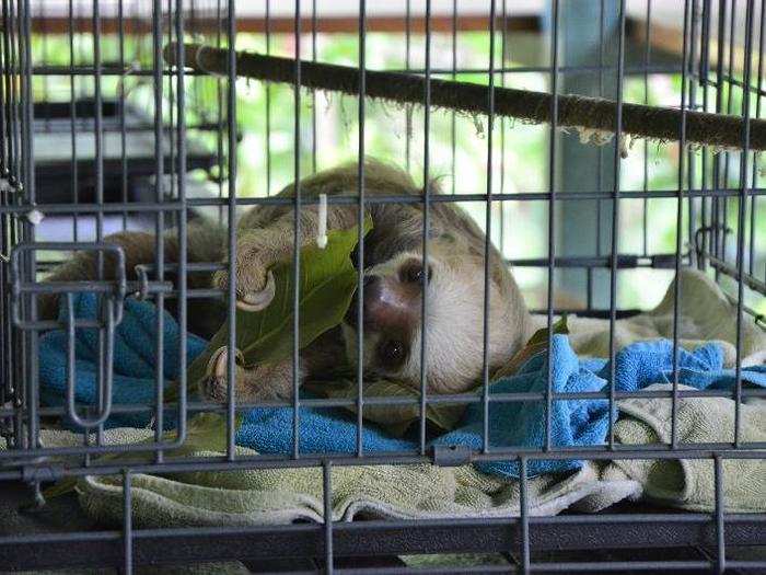 Other sloths at the sanctuary who are younger or weaker get special attention. If they aren