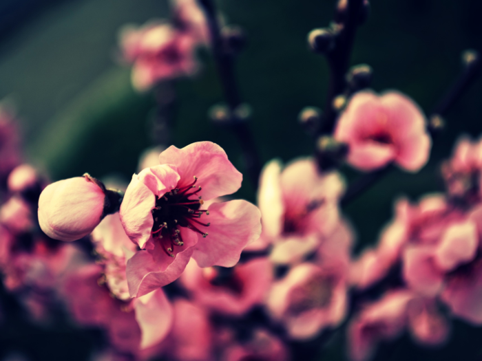 Plants and flowers