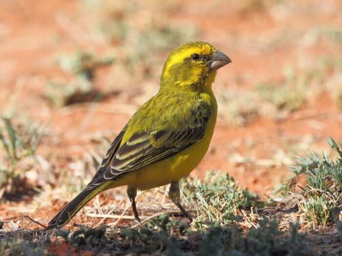 The world's economic 'canary in the coal mine' flopped again Business